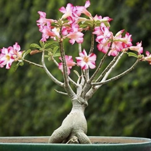 ADENIUM